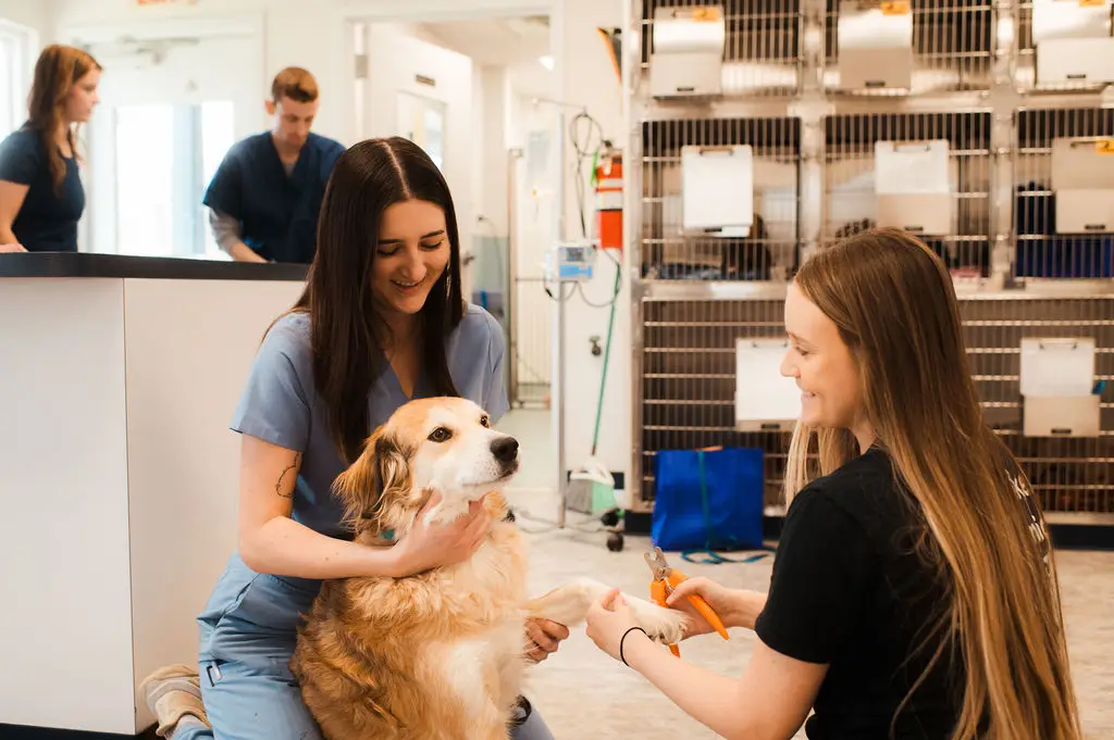 A golden retriever has its nails trimmed during a wellness exam at Tazewell Pike Animal Clinic.