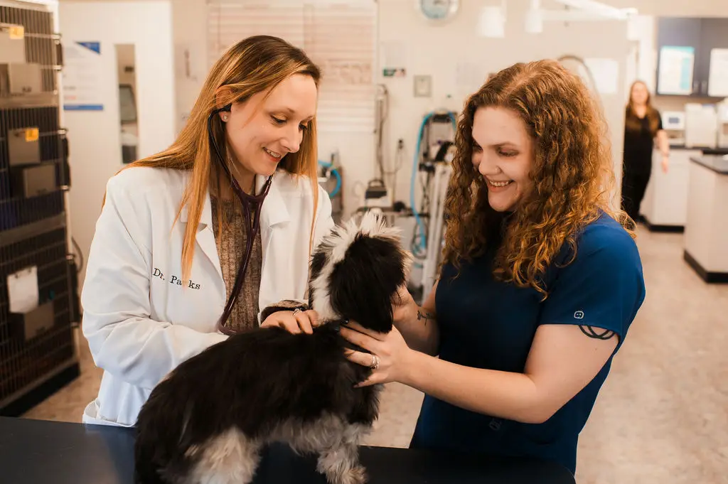 A small dog is examined by veterinary staff in Corryton, TN.